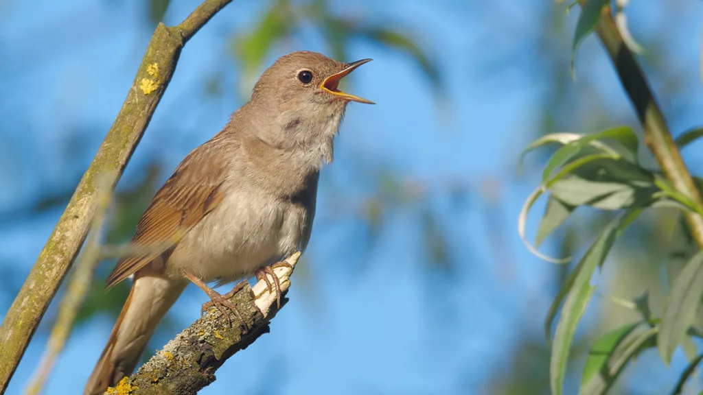 songbird singing on branch against blue sky